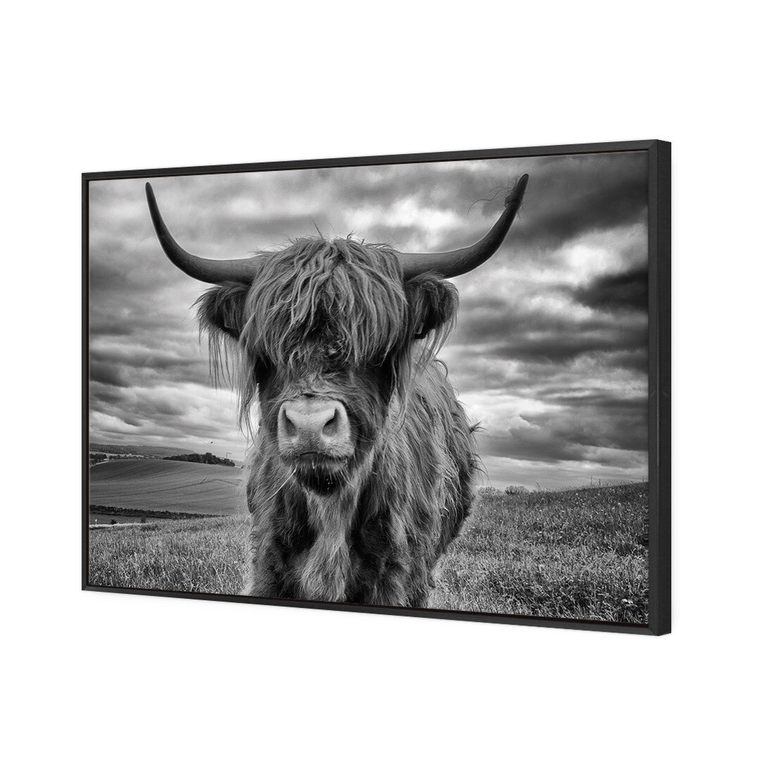 Stormy The Highland Cow 118 x 80cm Canvas with Floating Frame Black