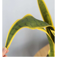 Artificial Yellow Edge Tiger Piran Plant 50cm