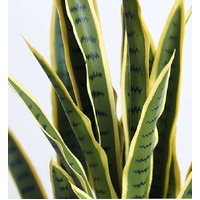 Artificial Yellow Edge Tiger Piran Plant 50cm
