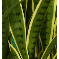 Artificial Yellow Edge Tiger Piran Plant 50cm