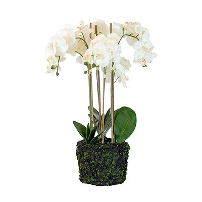 Helena PVC Bare Root White Orchid Large