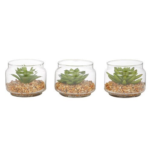 Succulent in Glass Pot Set of 3