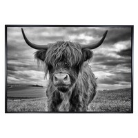 Stormy The Highland Cow 118 x 80cm Canvas with Floating Frame Black