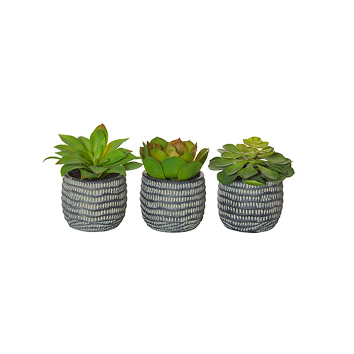 Succulent-Charcoal Pot Set of 3