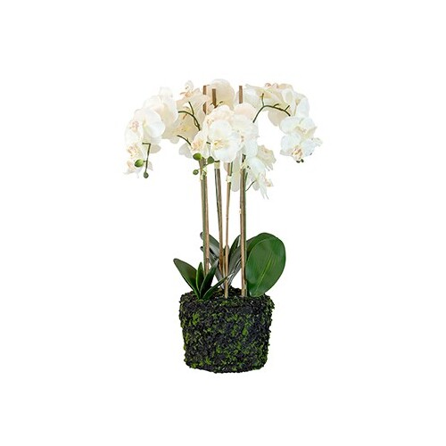 Helena PVC Bare Root White Orchid Large
