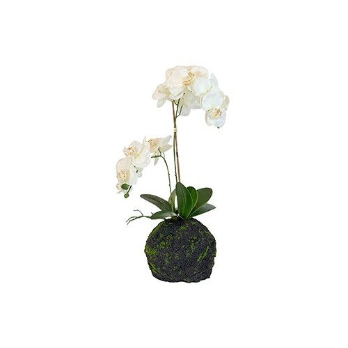 Helena PVC Bare Root White Orchid