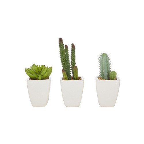 Succulent in Porcelain Pot Set of 3